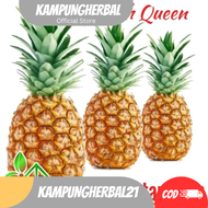BIBIT NANAS MADU JUMBO TANPA DURI NANAS MADU MD SUBANG NANAS BAGONG SIAP TANAM