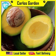 Anak Pokok Avocado Mentega Grafted Pokok Premium Import Dari Thailand