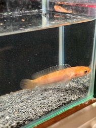 Channa Golden Pulchra 2inchi 4-5cm(Pallet Trained)