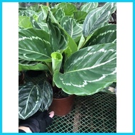 ∆ ✆ ✧ Green Beauty Calathea Live Plants with Soil and Pot