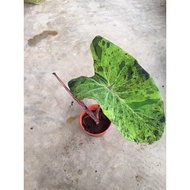 colocasia_mojito....