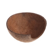 Reptilia Baharu Sembunyikan Habitat Tempurung Kelapa Asli Labah-labah Haiwan Kecil Rumah Gua 090