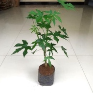 pohon gedi - pepaya jepang