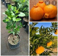 gratis ongkir bibit jeruk dekopon/dekopon murah/tanaman jeruk