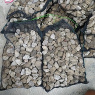 Pumice Pumice Stone 2KG Waring 40x25 Aquarium Pond Filter Media Joss