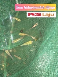 IkAN MOLLY GUPPY YLOW/SENANG JAGA/ikan hidup 5pcs