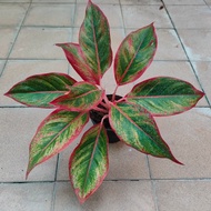 แสงเงินแสงทอง อโกลนีมา 1 ต้น (Aglaonema) #ไม้ฟอกอากาศ #ไม้มงคล #ใจเกษตร