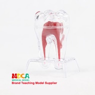 ฟันกายวิภาครุ่นอุปกรณ์ทันตกรรมที่ถอดออกได้ฟันตกแต่งวัสดุช่องปาก