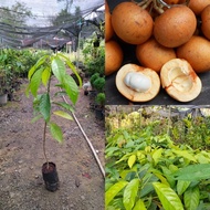 Anak Pokok Tampoi Hybrid (Kahwin) / Pokok Ngeke Hybrid Thai Murah