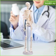 [LovoskibcMY] Human Body Skeleton Model Teaching Material Learning Anatomy Figure Model