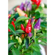 Biji Benih Cili Bolivian Rainbow Chili Peppers Seed - 5 Seed