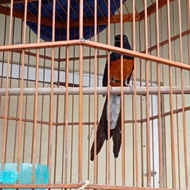 burung murai batu sepasang