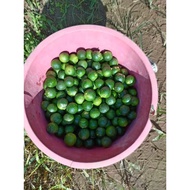 Limau Kasturi Organik Segar 1kg/Fresh Organic Lime