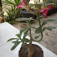 Bonsai adenium tanaman Kamboja jepang