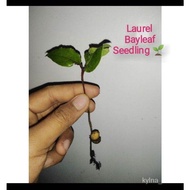 Laurel Bayleaf Seedling Lucky Plant seeds WpwE