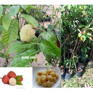 MKT - Lychee Sapling / Anak Pokok Laici Kahwin / Benih kahwin / pokok buah cepat berbuah