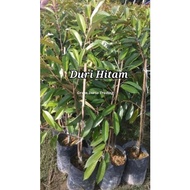 5 KAKI - POKOK MUSANG KING & DURI HITAM (APM)