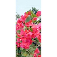 ✇❍℗KING ORANGE Rare Bougainvillea Cuttings