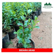 HEMAT ! POHON BIDARA ARAB ASLI HIDUP RIMBUN TINGGI 30 CM ORIGINAL