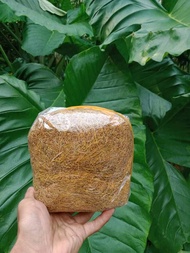 daun talas beneng asli kering 50 gr