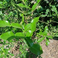 Fresh Kaffir Lime Leaves