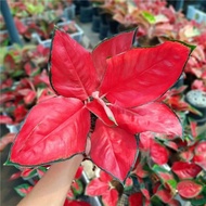 Aglaonema Pictum Tricolor/Ruby/Beautiful Lady/Red Wishes/Hybrid White/China Red/Malay Beauty/Golden 