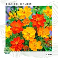Benih / Bibit / Biji - Cosmos Bright Lights Flower Seeds - IMPORT