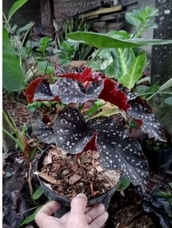Tanaman hias begonia moccadot - begonia- tanaman