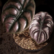 |NEW| LE002-tanaman hias alocasia cuprea tengkorak -