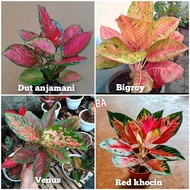 Paket Aglonema 4 Jenis