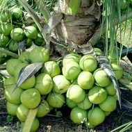 fresh bibit kelapa kopyor kultur jaringan