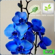 Anggrek Dendrobium - Tanaman Hias Anggrek Dendrobium Blue