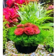 Green arhat seaweed mixed with red Arhat with built-in nutritional substrate