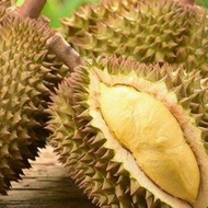 durian montong utuh