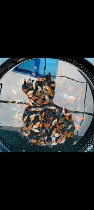 mas koki oranda 10 ekor berkualitas 4-5cm (makanan ikan) hiasan aquarium