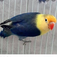 Burung Lovebird PB Vio