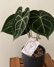 室內室外植物 - 圓葉花燭