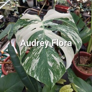 Terbaru Tanaman Hias Monstera Variegata - monstera variegata - Monvar