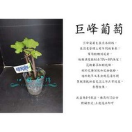 心栽花坊-巨峰葡萄/4吋/葡萄苗/水果苗/售價70特價60