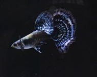[Buy 3 Free 1pair] Blue Dragon Guppy Live Fish Aquarium - 1pair