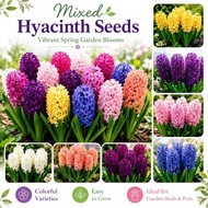 100Pcs Hyacinth Seeds, Rare Perennial Holland Flower Seeds for Hydroponic & Home Garden Balcony Plan