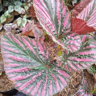 Tanaman Hias Begonia Rex Walet