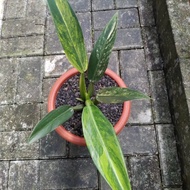 tanaman hias Philodendron Martianum Variegata mewah 90 MV A