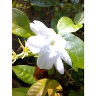 MKT - Anak Pokok Melur Kampung / Arabian Jasmine / Pokok bunga warna putih / Bunga Putih / pokok bun