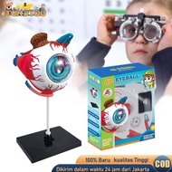 MATA Human Body Anatomy Eye Model Anatomy Model Human Body Anatomy Teaching Aid