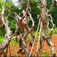 pohon Kamboja fosil / Kamboja bali