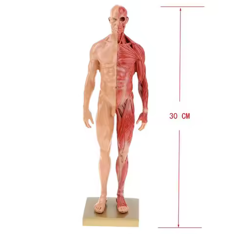 30cm Resin Human Body Muscle Statue Sculpture Anatomy Skeleton Model Medical Artist Drawing Tools Su