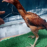 Ayam Betina Trah PAMA Ninja BL ORI Warna Gula Aren Ayam Pukul syaraf