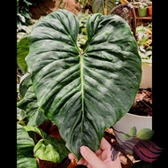 Philodendron Majestic by LS Group