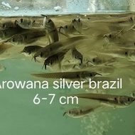Arwana silver Brazil